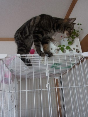 「猫だらけ」