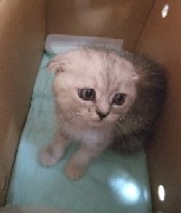 「猫だらけ」