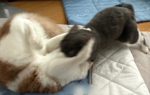 thumbnail_IMG_4254 (2)