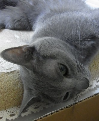 「猫だらけ」