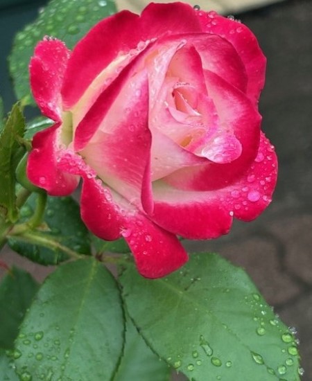 thumbnail_IMG_2677 (1)