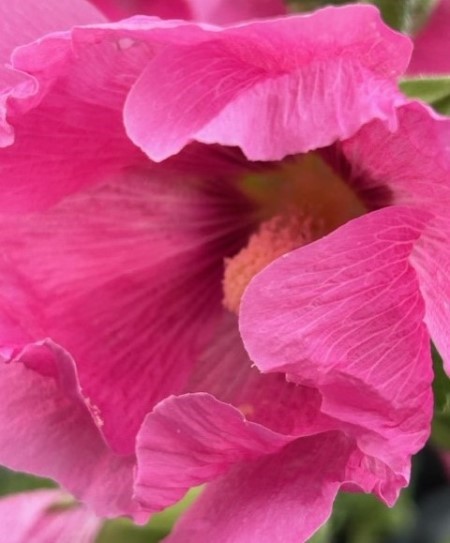 thumbnail_IMG_4446_1