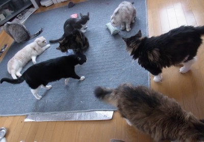 「猫だらけ」