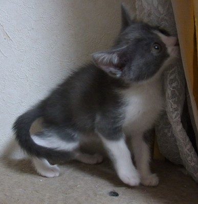 「猫だらけ」