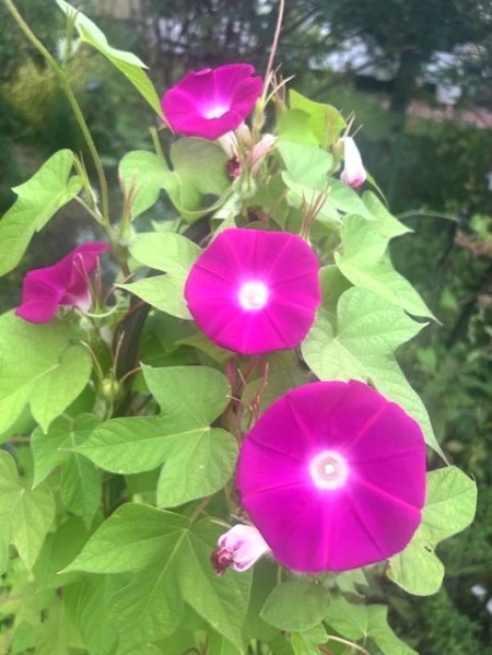 thumbnail_IMG_2118 (1)