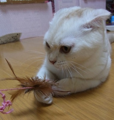 「猫だらけ」
