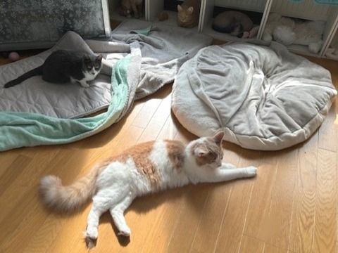 thumbnail_IMG_6835
