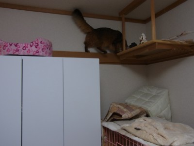 「猫だらけ」