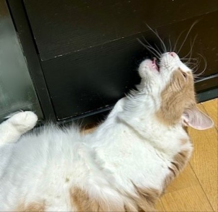 thumbnail_IMG_9722