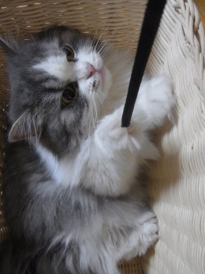 「猫だらけ」