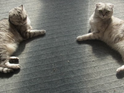 「猫だらけ」
