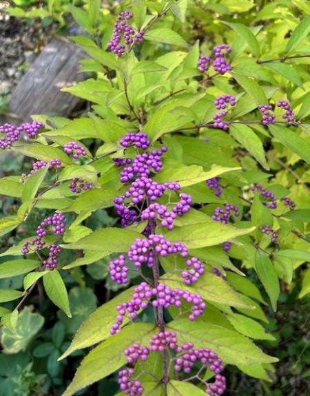 thumbnail_IMG_7161 (2)