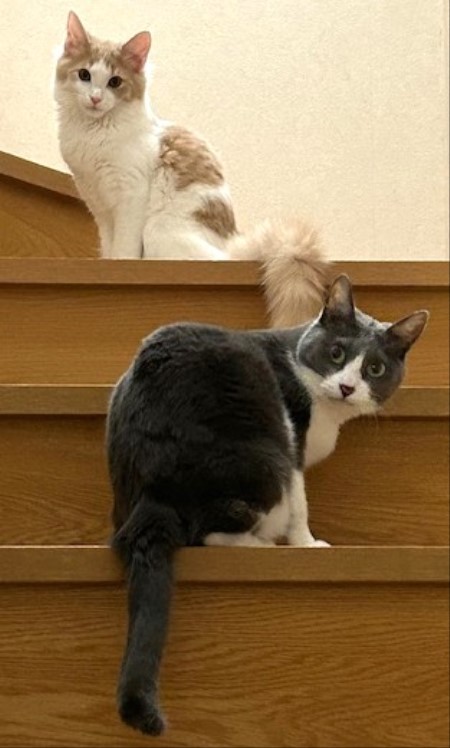 thumbnail_IMG_2037