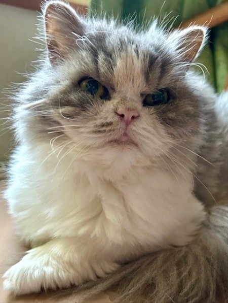 thumbnail_IMG_2426 (1)