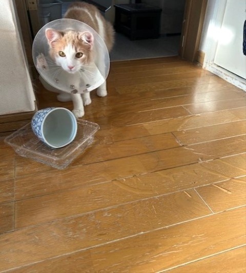 thumbnail_IMG_4076_1