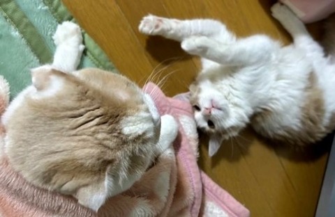 thumbnail_IMG_3644 (1)