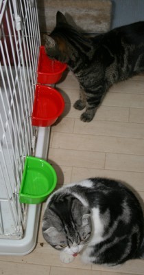 「猫だらけ」