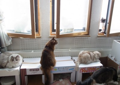 「猫だらけ」