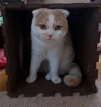「猫だらけ」