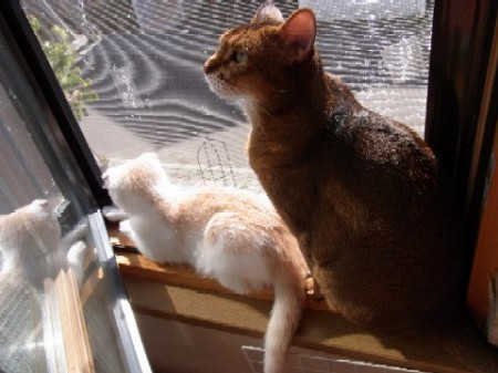 「猫だらけ」