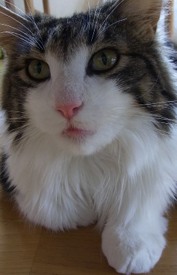 「猫だらけ」