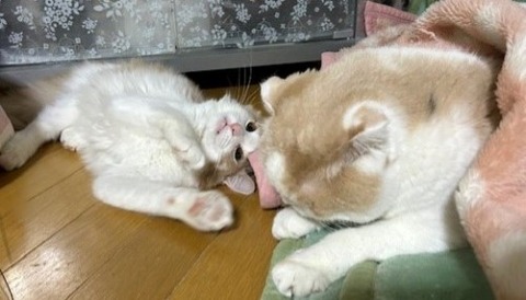 thumbnail_IMG_3647 (1)