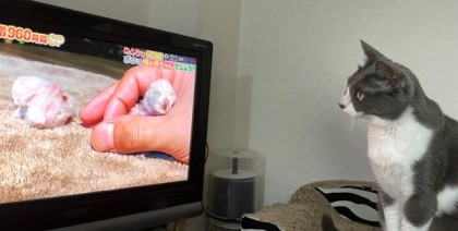 熱心にテレビを見る猫を見つめる幸せ 猫だらけ Powered By ライブドアブログ