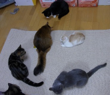 「猫だらけ」