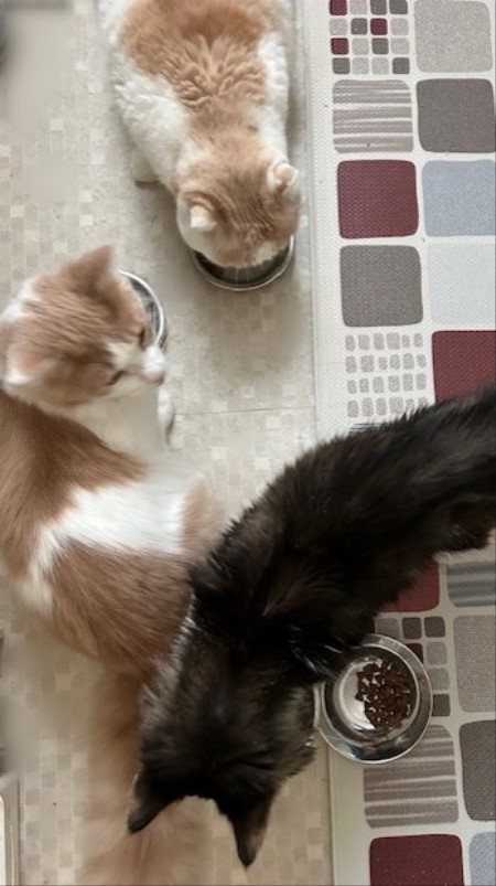 thumbnail_IMG_7818 (1)