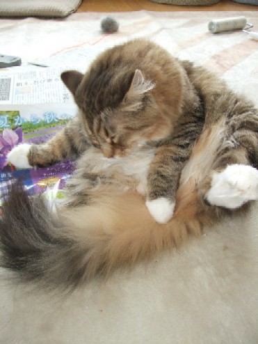 2008_0518猫写真0009