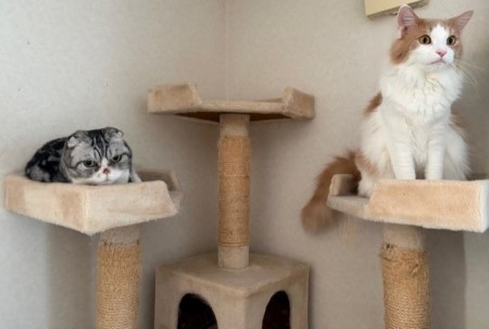 猫に「こちらを見て」と言ってみたら・・・ : 猫だらけ Powered by