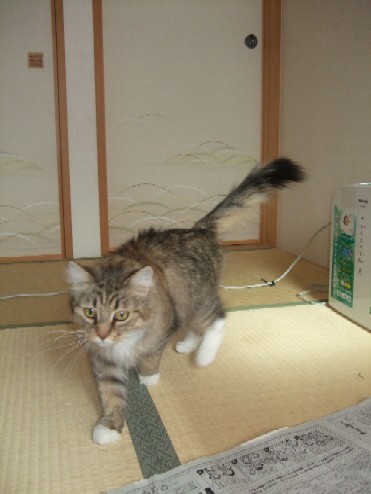 2008_0203猫写真0036