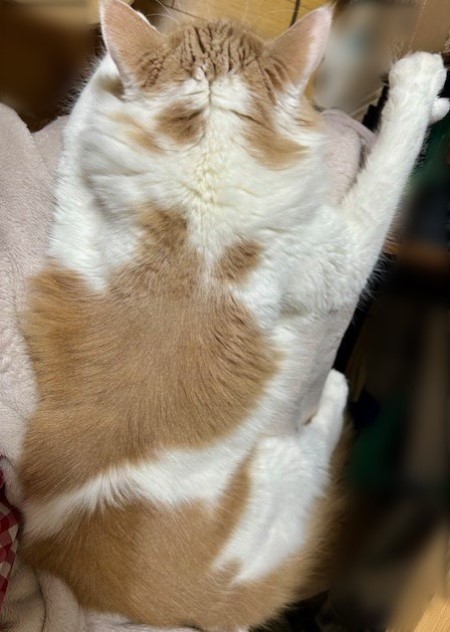 d402e306-082a-477e-852e-93e39c82e341