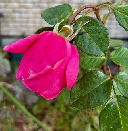 thumbnail_IMG_8385 (1)