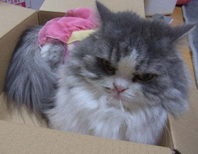 「猫だらけ」