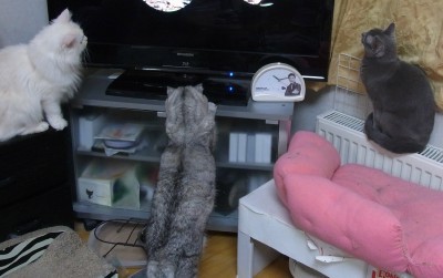 「猫だらけ」