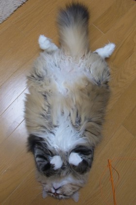 「猫だらけ」