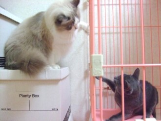 2007_1004猫写真0024