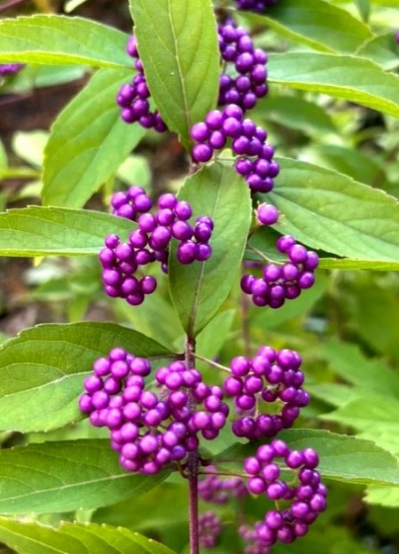 thumbnail_IMG_9382 (1)