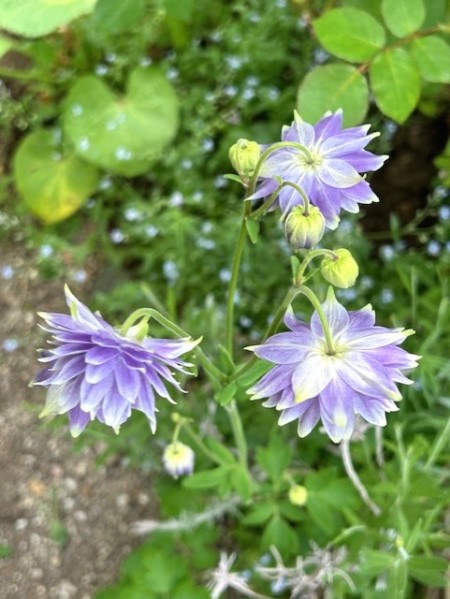 thumbnail_IMG_1237 (1)