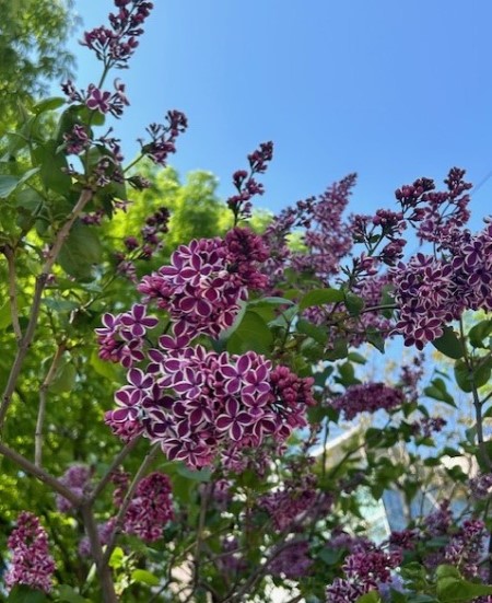 thumbnail_IMG_0233 (1)