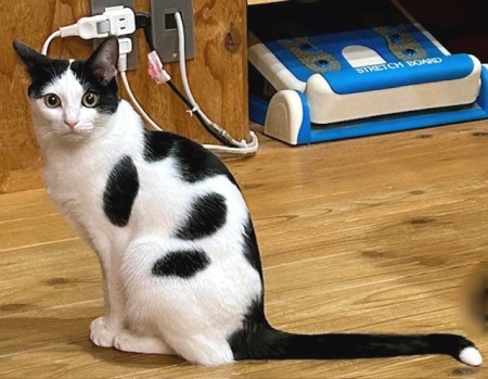 66c0278a-2803-44a0-b8dc-54b7d1e84776