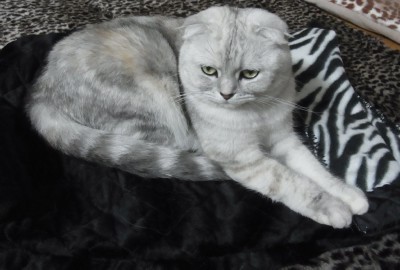 「猫だらけ」