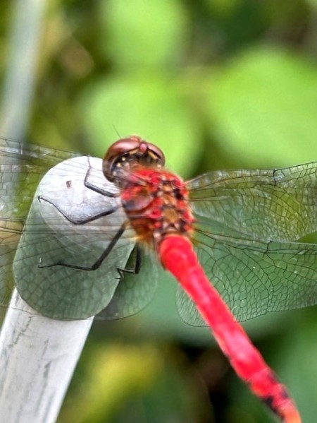 thumbnail_IMG_4734 (1)