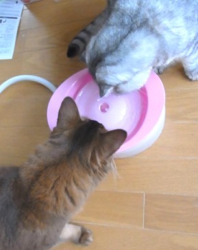 「猫だらけ」