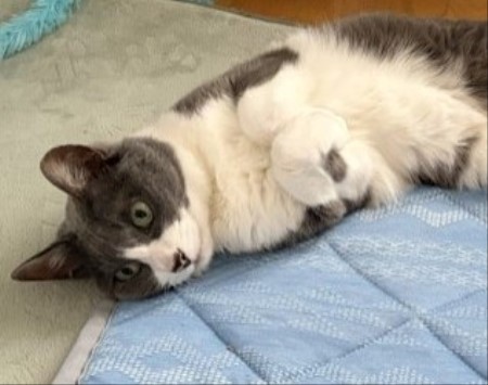 14歳になっても2歳の猫と激しいじゃれ合い : 猫だらけ Powered by