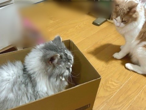 thumbnail_IMG_0668 (1)