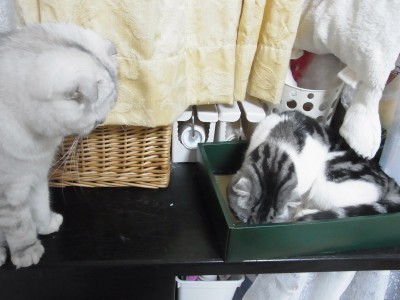 「猫だらけ」