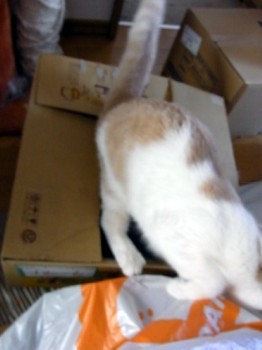 「猫だらけ」