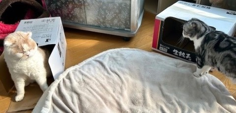 thumbnail_IMG_2447 (1)